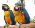 /album/arara/arara-8-jpg/